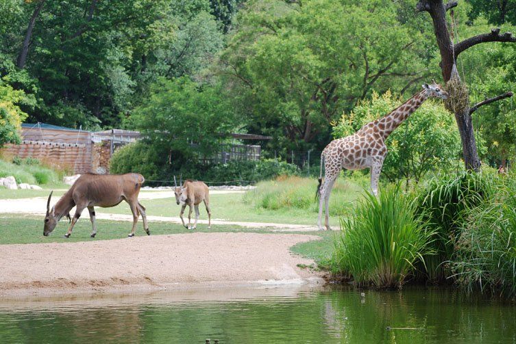 Animaux au parc de la tête d'or