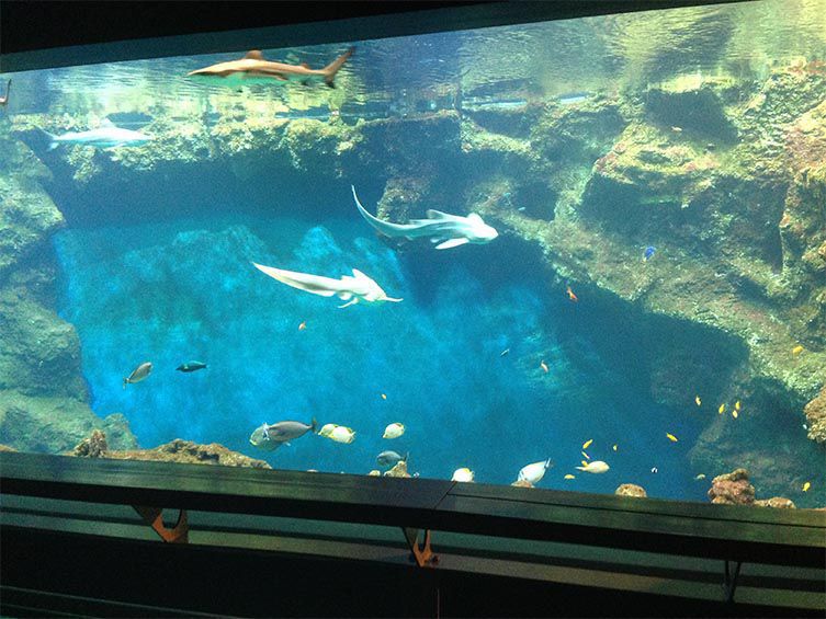 Bassin de l'aquarium de Lyon